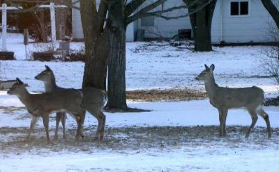 City Deer