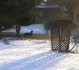 These deer had Bedding Reservations for Feb. 8, 2003