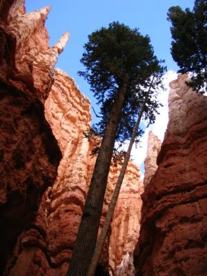 Bryce View from the Bottom.jpg