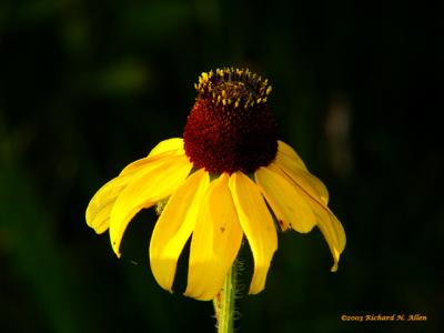 Black-eyed Susan