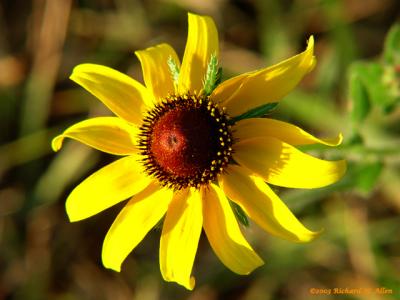 Black-eyed Susan