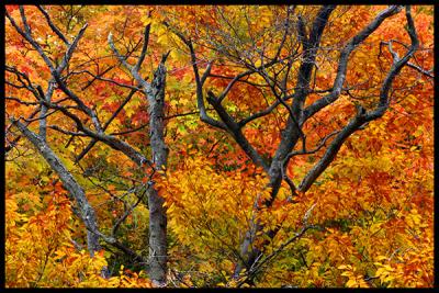 Autumn light #01