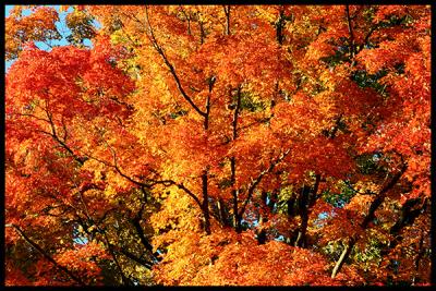 Autumn light #03