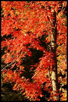 Autumn light #06