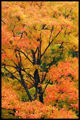 Autumn light #08