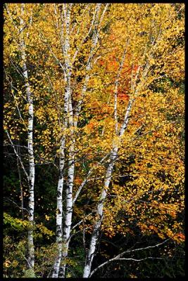Autumn light #09