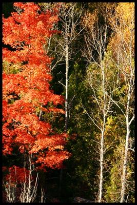 Autumn light #10