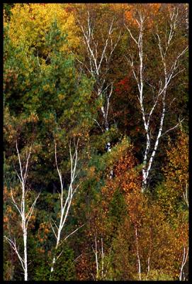 Autumn light #11