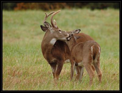 JPG SB Deer Love DSC_3971.jpg