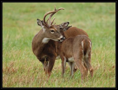 JPG SB Deer Pair DSC_3977.jpg