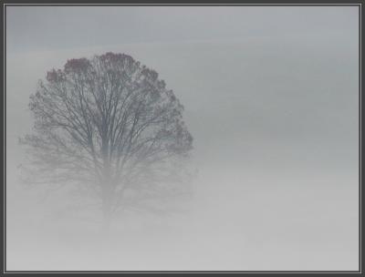 Lost In The Fog PC180054.jpg