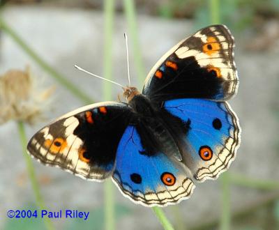 Blue Pansy (Male) - With Nikon D70