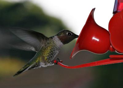 u21/rjnbiker/medium/22015889.hummingbird1.jpg