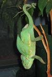 Charmeleon (veiled chameleon)