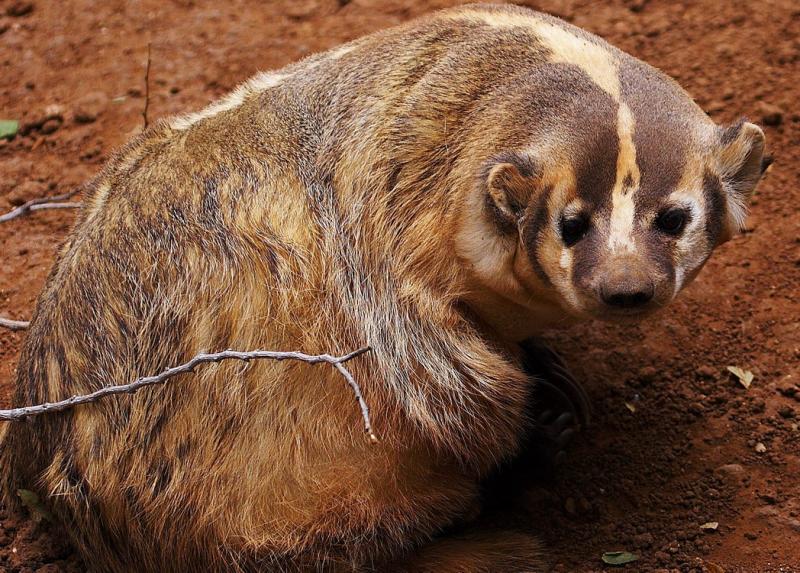 Badger