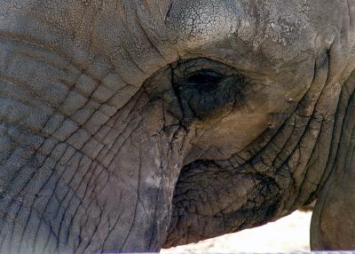 Elephant in zoo