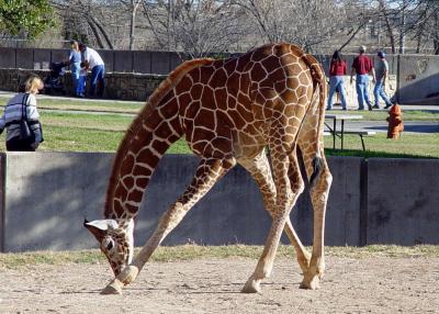 Garaffe in zoo