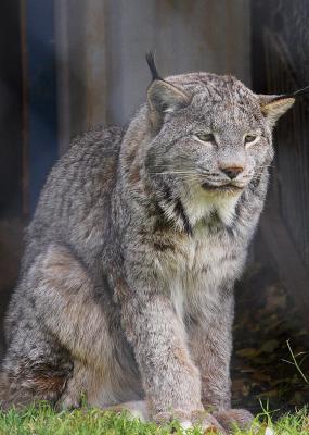 Linx