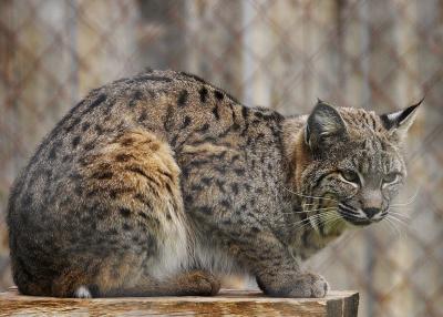 Bobcat