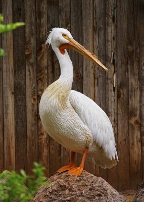 Pelican