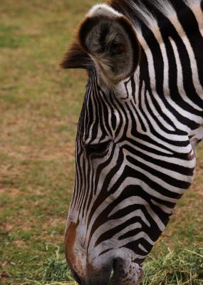Zebra