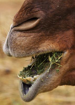 Camel