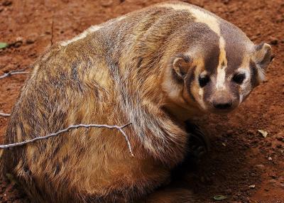 Badger