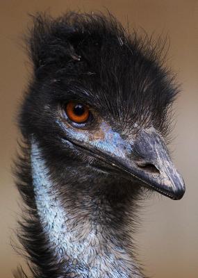 Emu