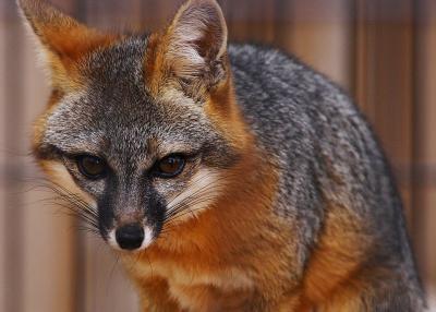 Gray Fox