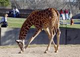 Garaffe in zoo