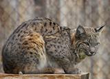 Bobcat