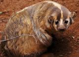 Badger