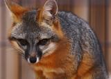 Gray Fox