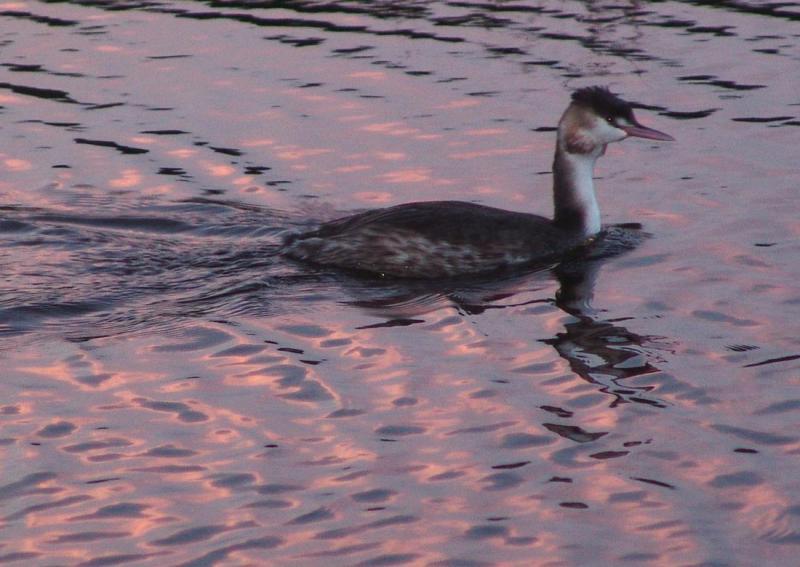 A grebe in the pink dawn