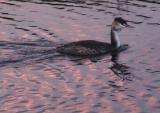 A grebe in the pink dawn