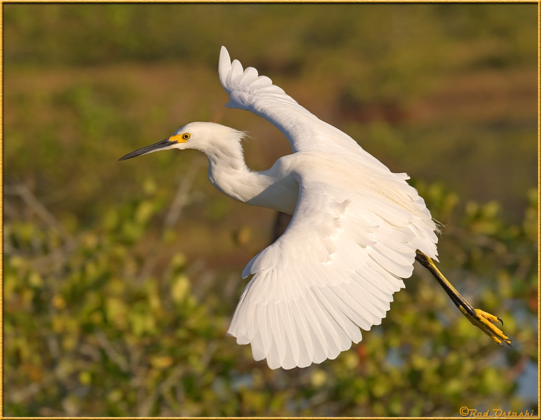 Egret Inflight