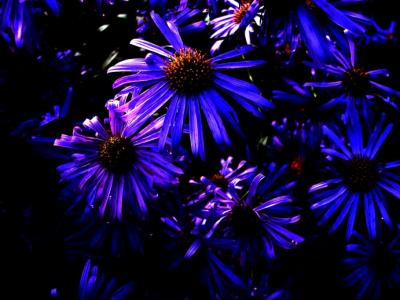 Purple Dream