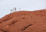 Camelback brushes