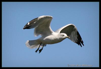 Gull In Fleight.JPG