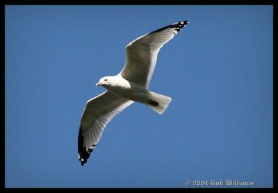 Gull In Fleight 2.JPG