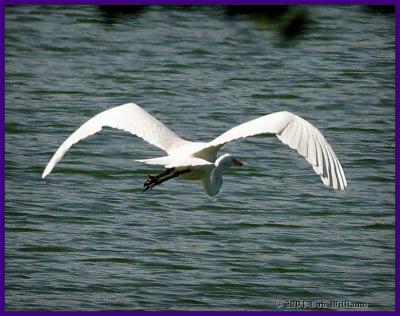 Egret In Flight.jpg