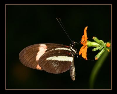 aIMG_0302.jpg