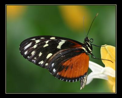 aIMG_0307.jpg