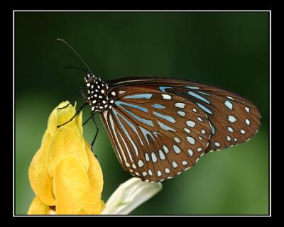 aIMG_0352.jpg