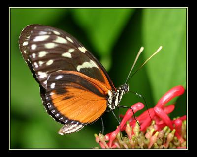 aIMG_0381.jpg