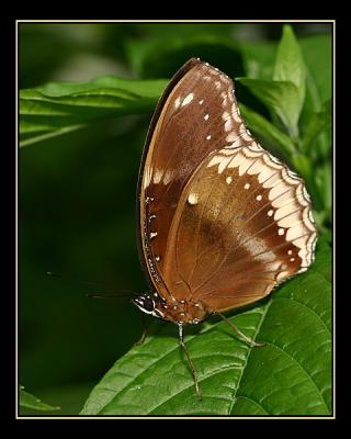 aIMG_0385.jpg