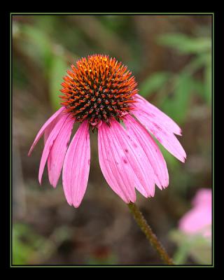 aIMG_0407.jpg