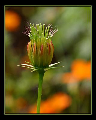 aIMG_0420.jpg