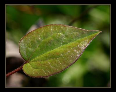 aIMG_0459.jpg