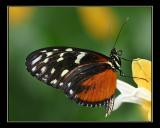aIMG_0307.jpg